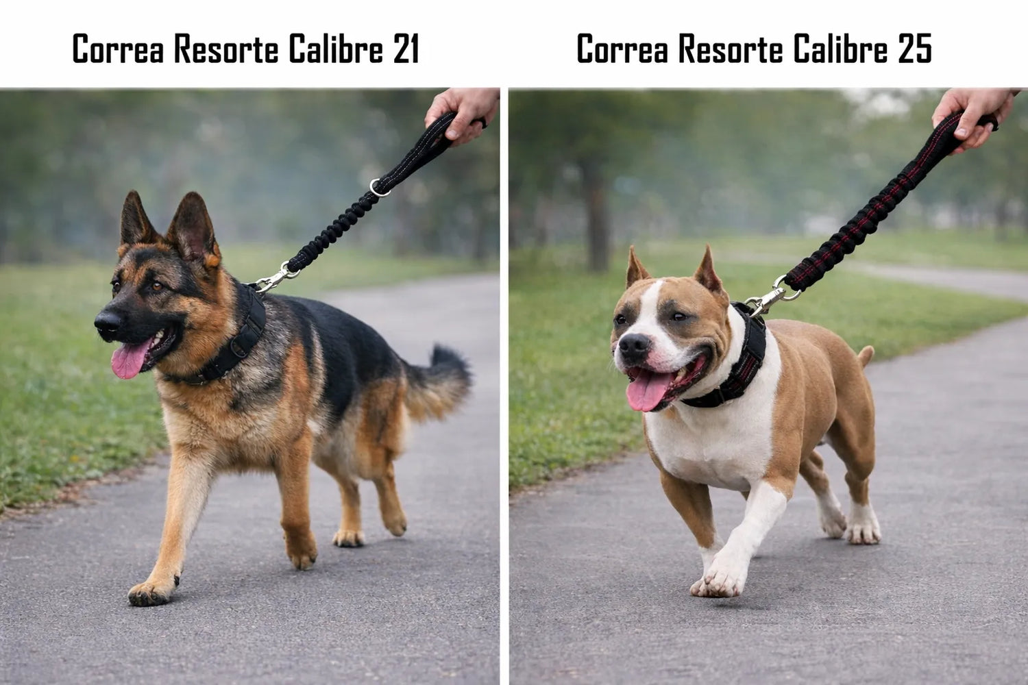 CORREA RESORTE