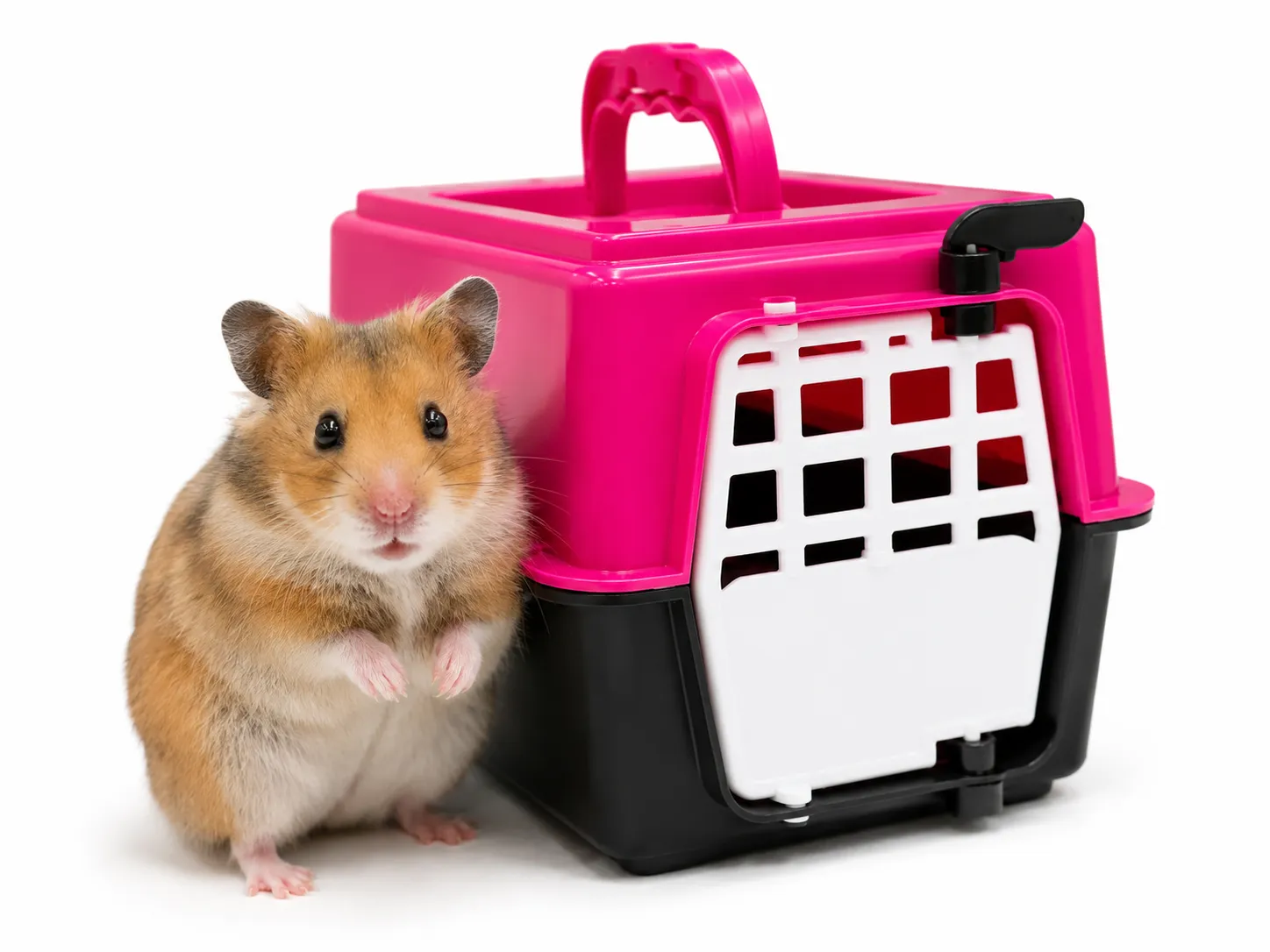 GUACAL MINI HAMSTER